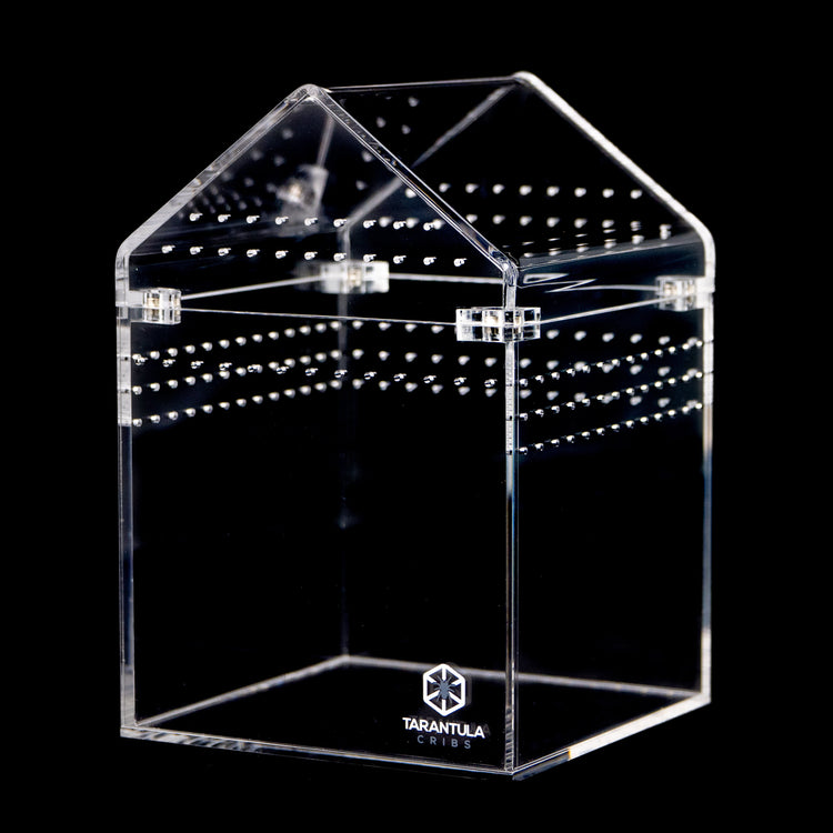 Jumping Spider Enclosures