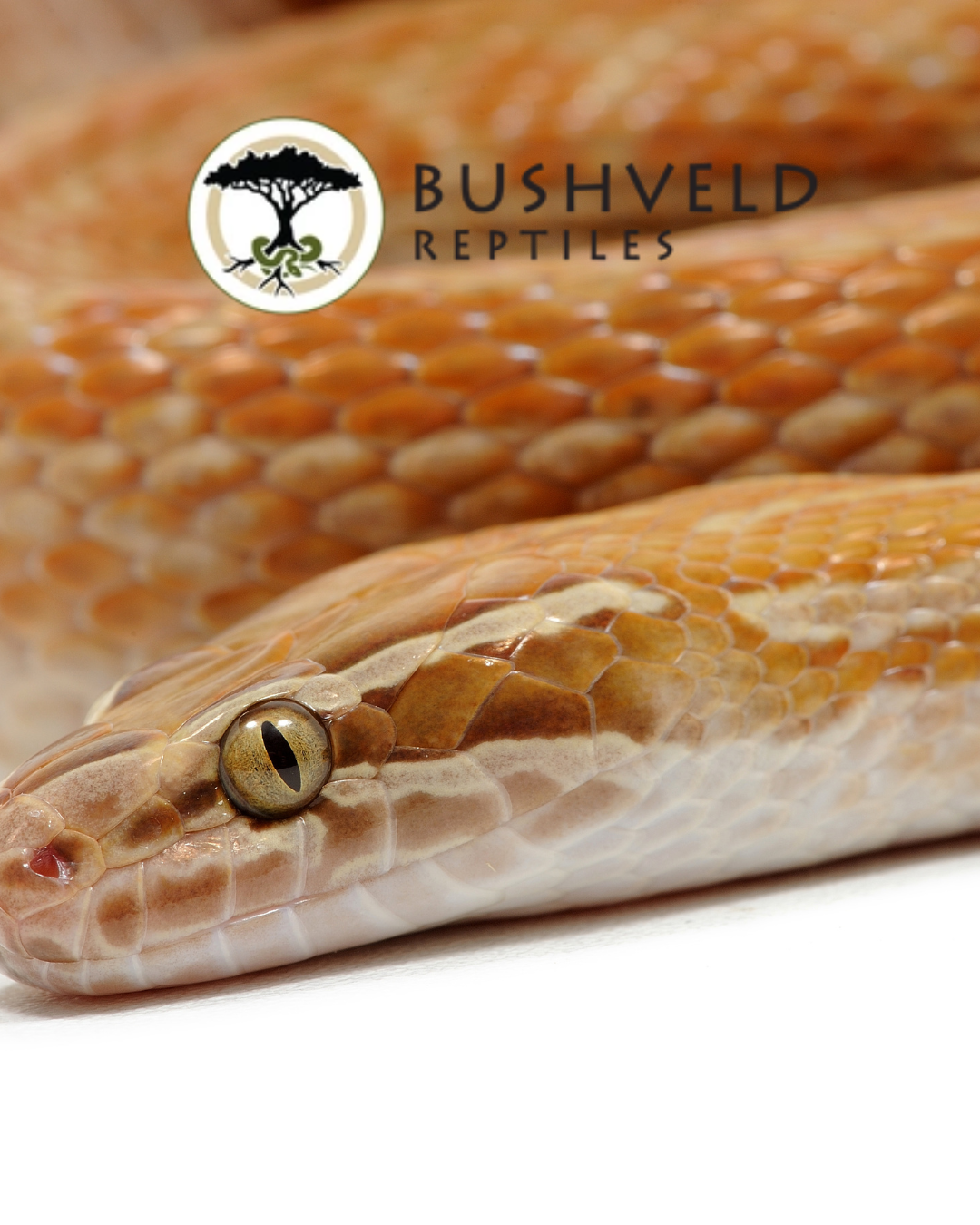 African House Snakes