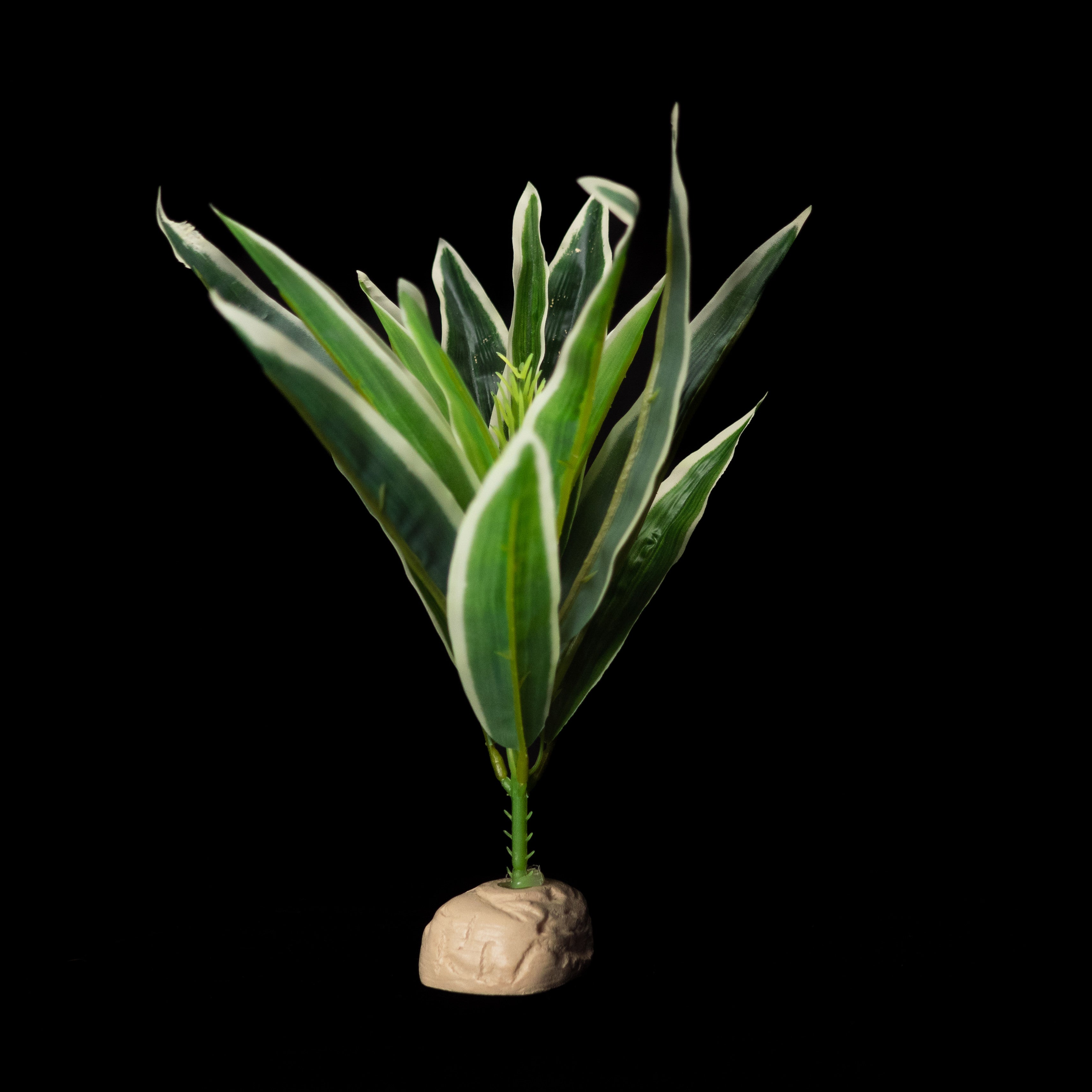 Decor and Accessories