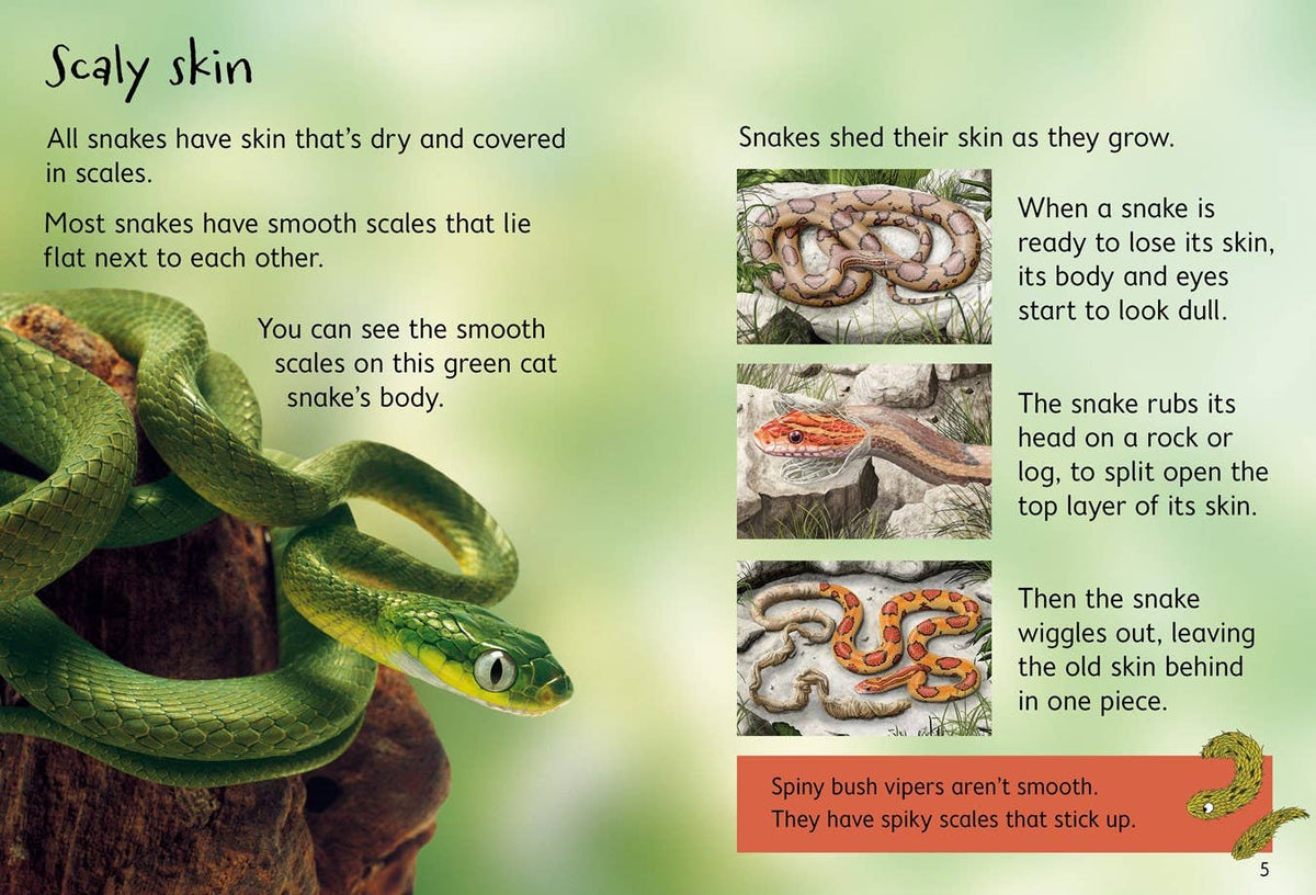 HarperCollins - Snakes (Usborne Beginners): Usborne
