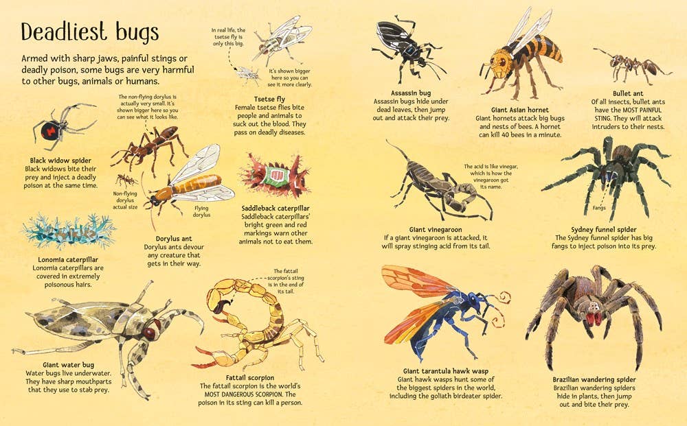 HarperCollins - Big Book of Big Bugs : Usborne