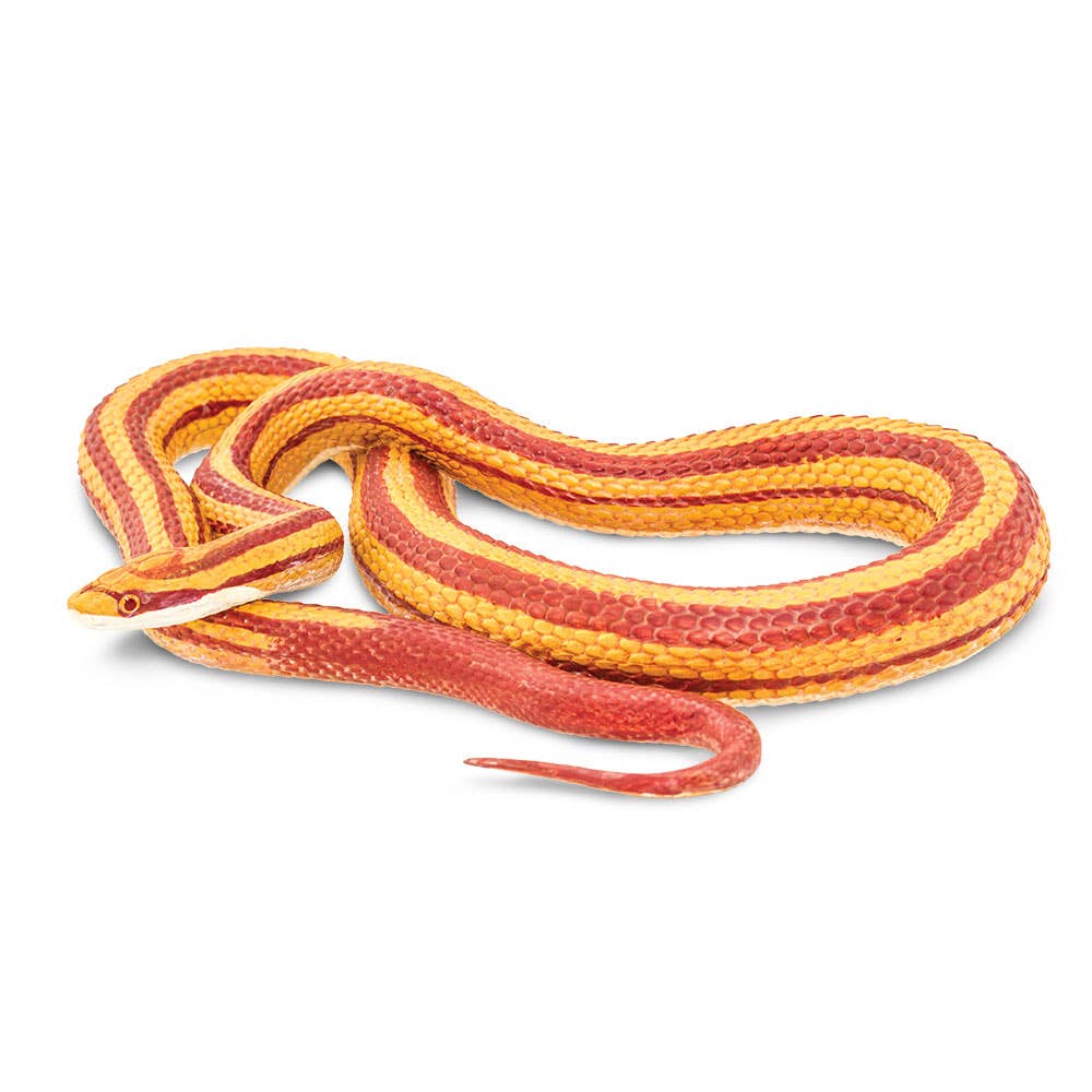 Corn Snake - 100073