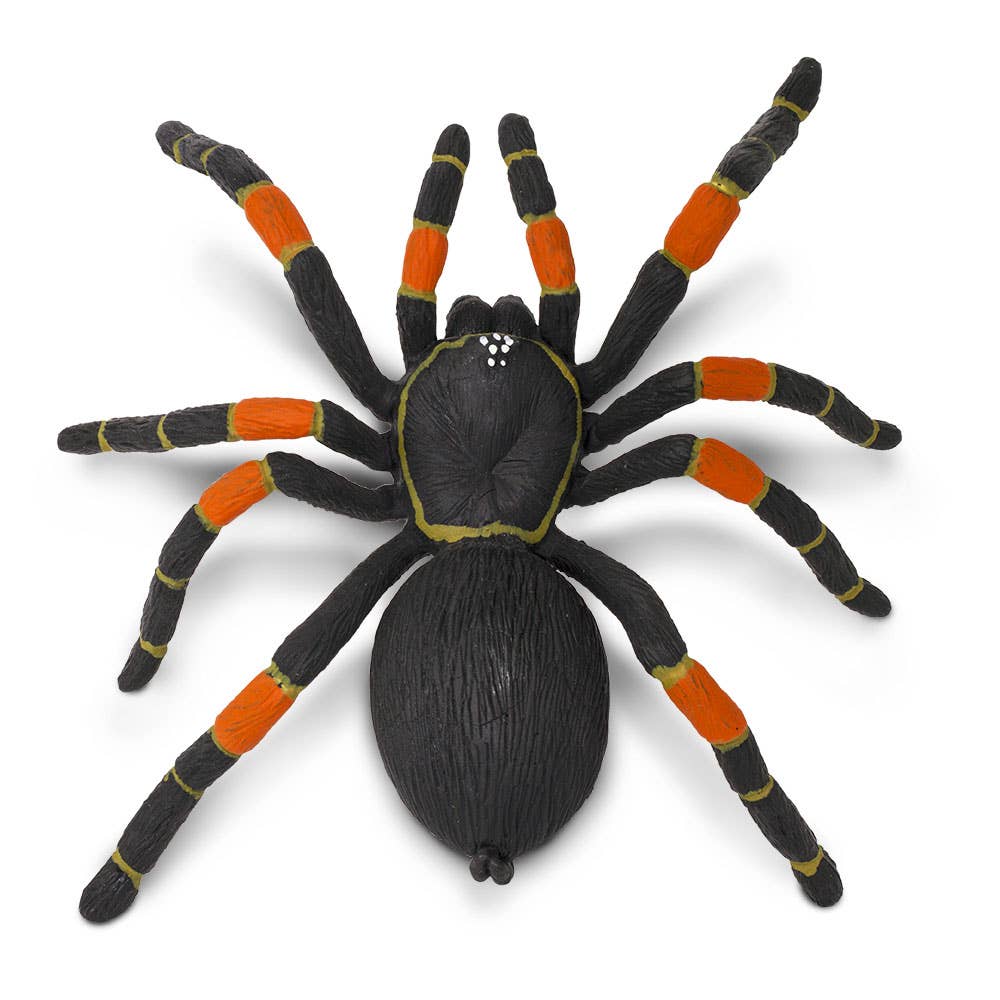 Orange - Kneed Tarantula - 542006