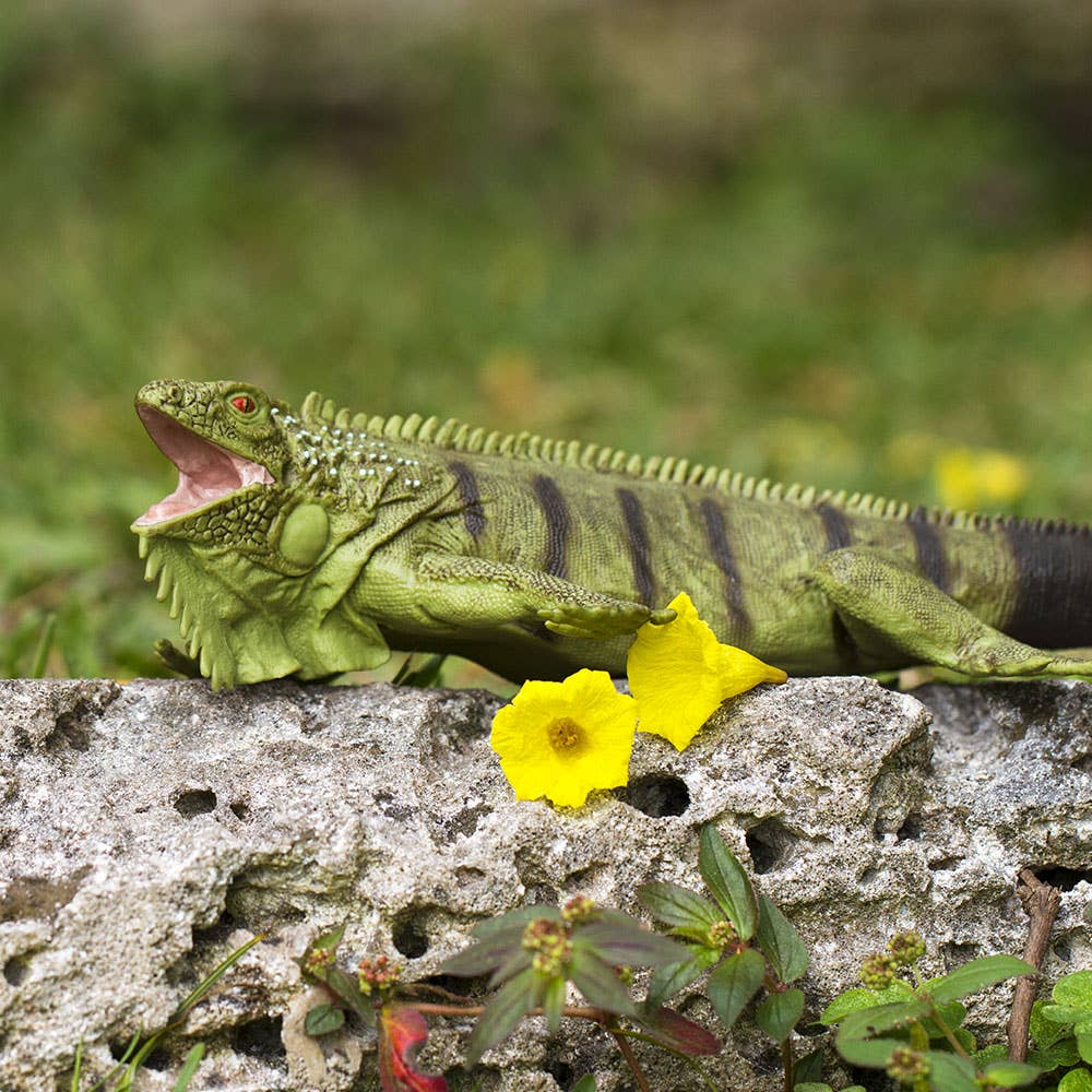 Safari Ltd. - Iguana - 267729