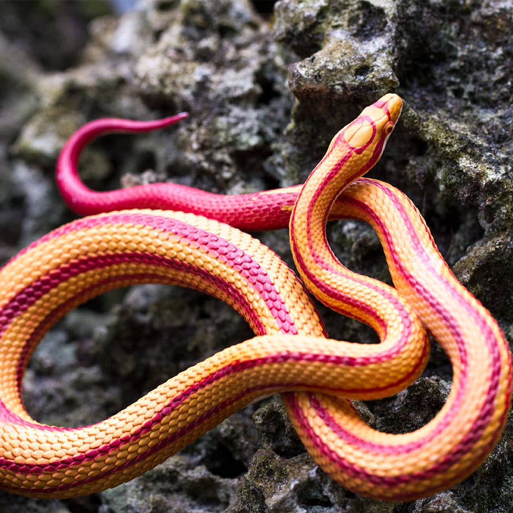 Corn Snake - 100073
