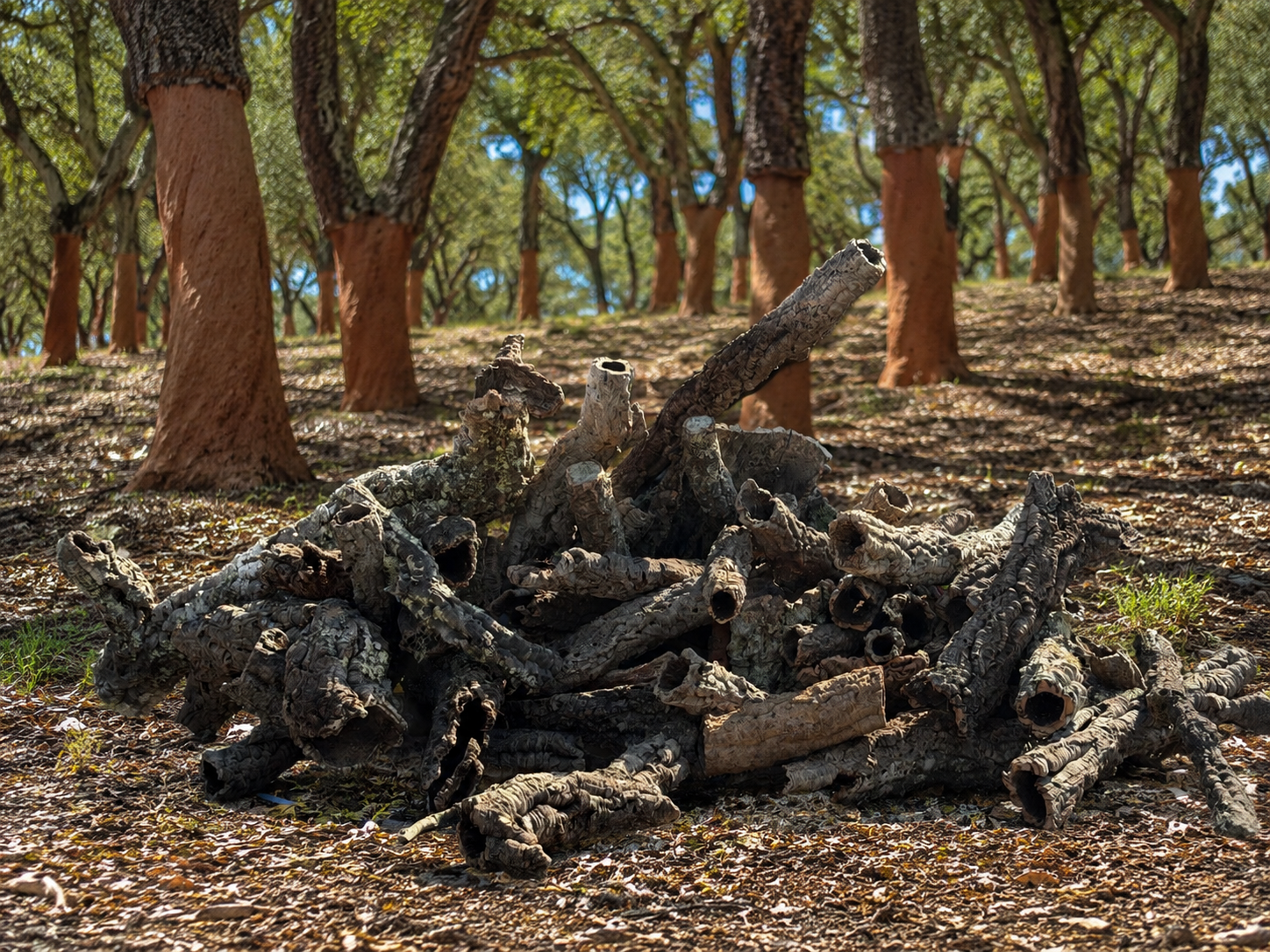 Cork Flats (Natural Cork Bark Slabs) — Backgrounds, Ledges and Hides