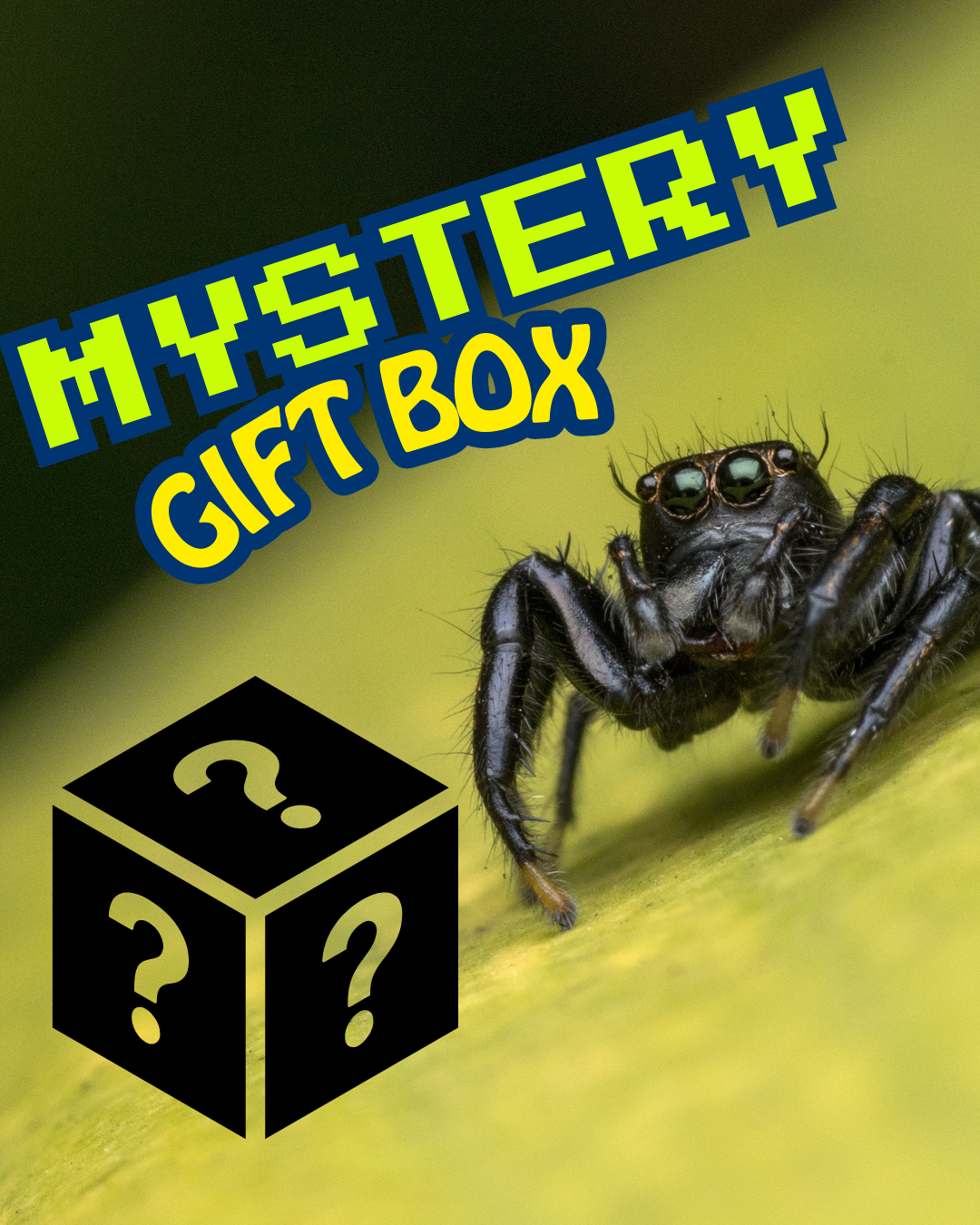 ENCLOSURE MYSTERY BOX- $200 VALUE