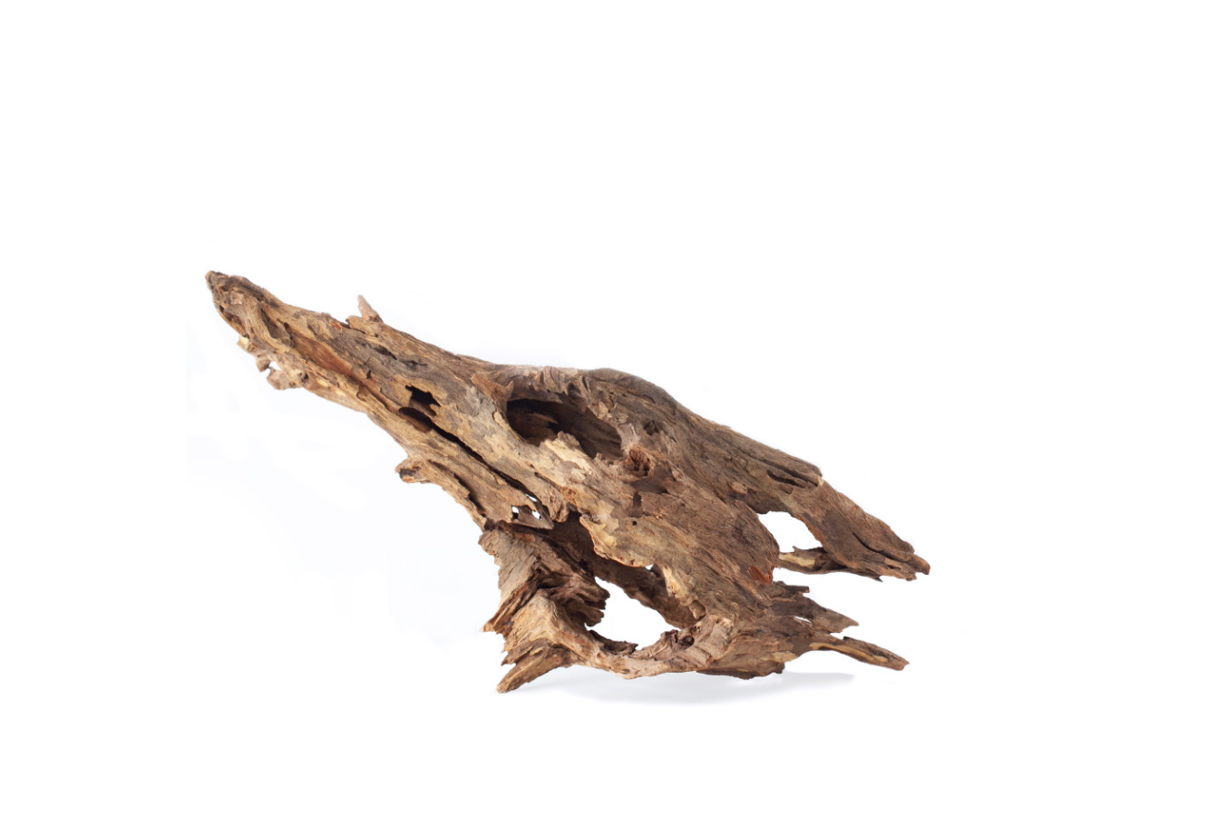 Galapagos Hollow Tree Root Natural Driftwood 12-16in