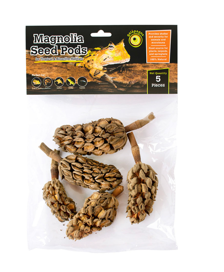 Galapagos Natural Magnolia Seed Pods 5pk