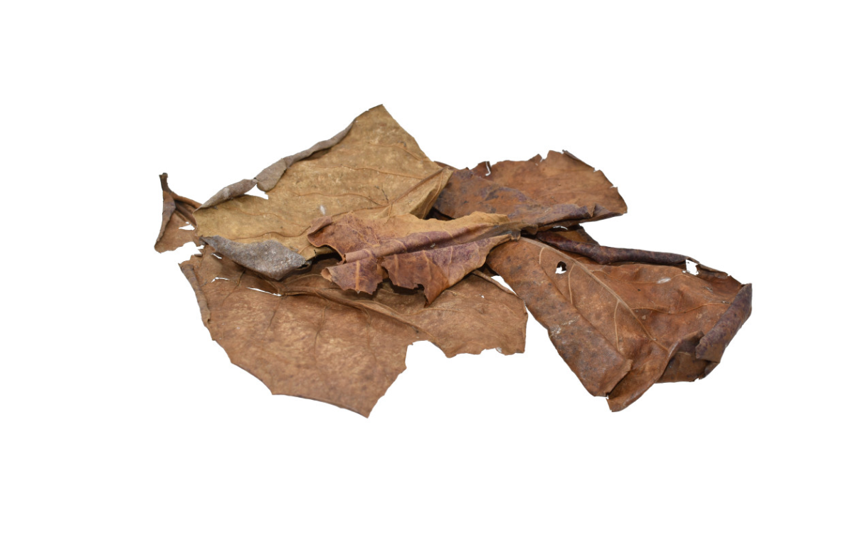 Komodo Dried Oak Leaves 1ea/.98 oz