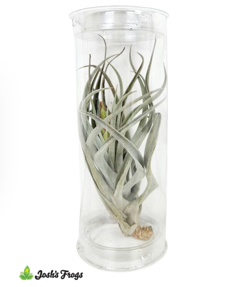 Shelf-Ready Assorted Tillandsia Air Plant (2-6 inch)