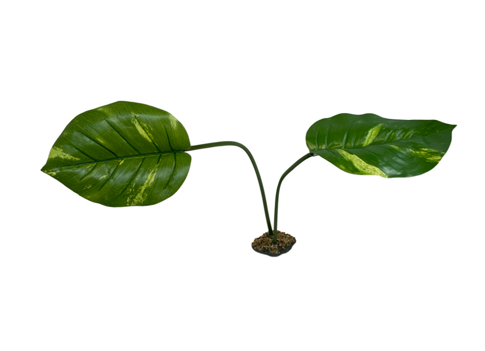 Komodo Guiana Plant 1ea/Jumbo
