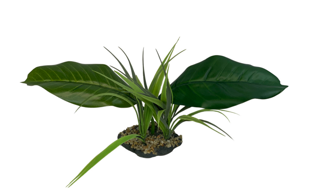 Komodo Woodland Canopy Plant 1ea/42 cm
