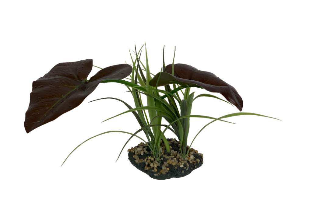 Komodo Rainforest Canopy Plant 1ea/10 in