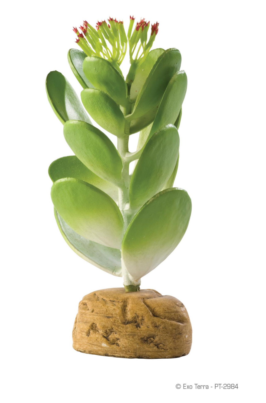 Exo Terra Jade Cactus Terrarium Plant