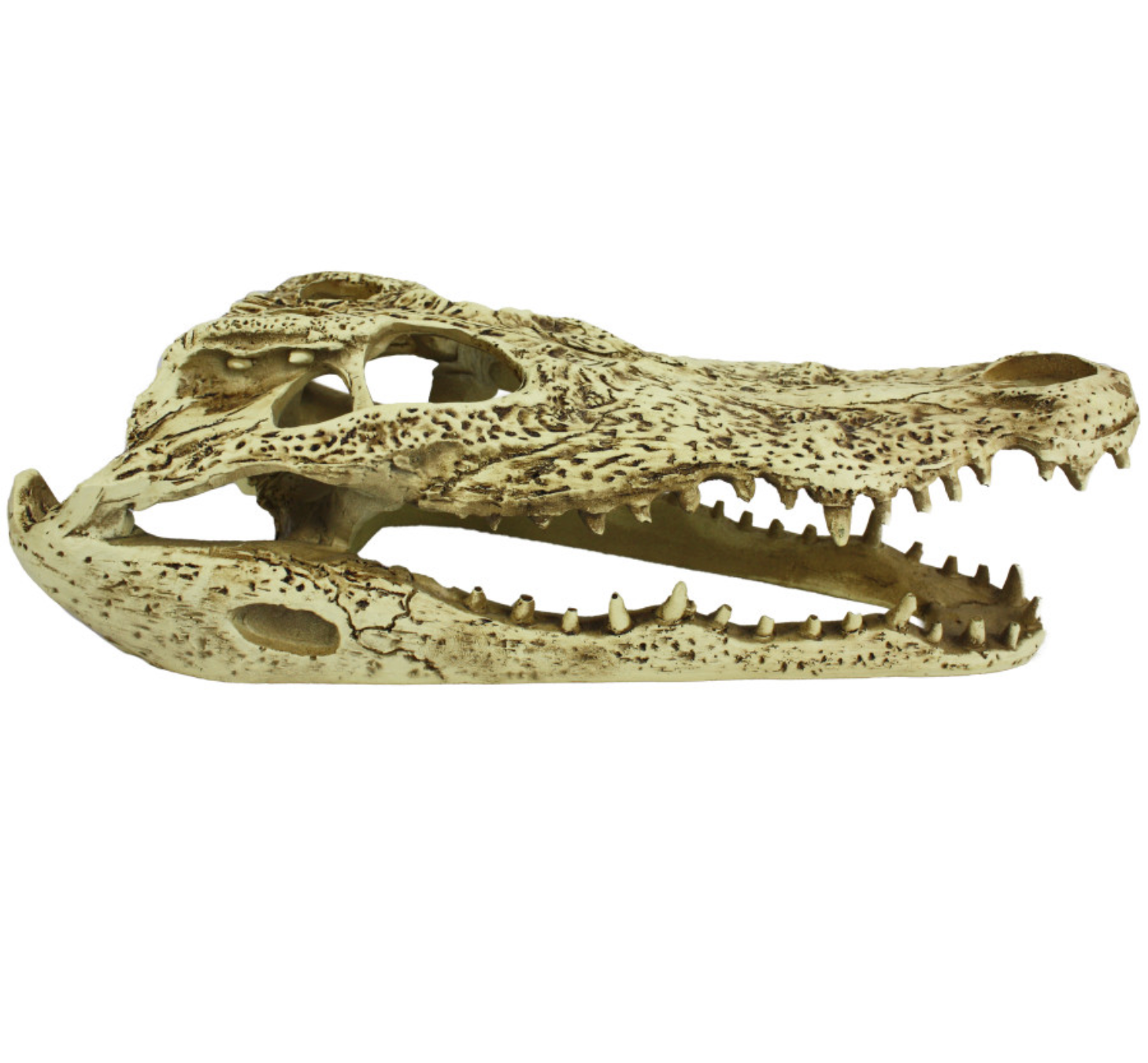 Komodo Alligator Skull Hideout
