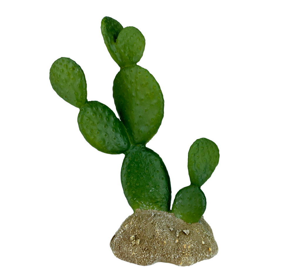 Komodo Cactus Plant Prickly Pear 1ea/6.3 in