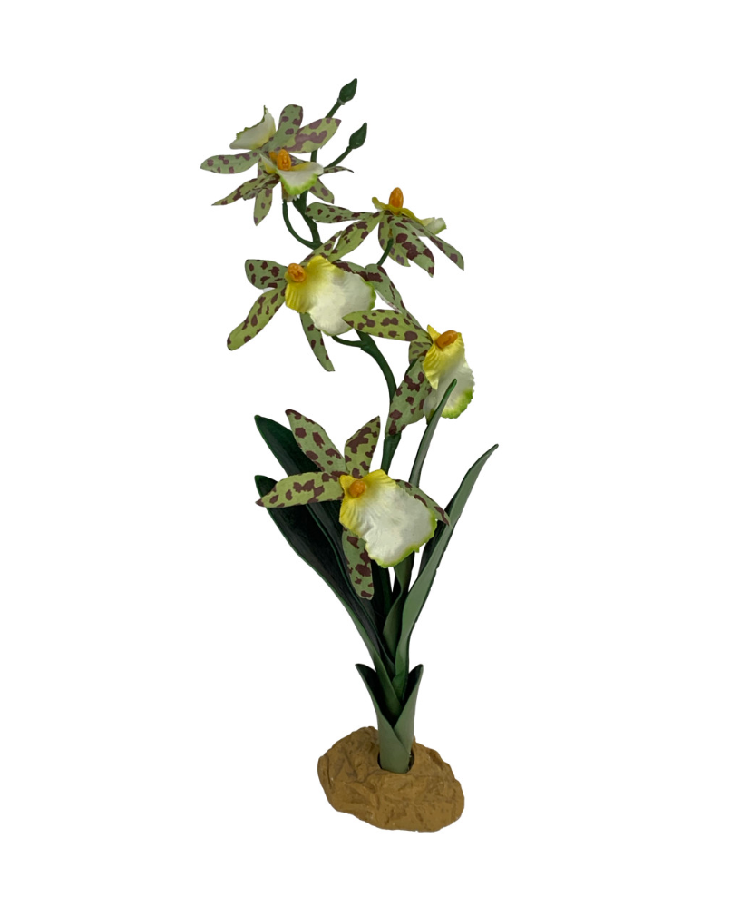 Komodo Spider Orchid Plant w/Gravel 1ea