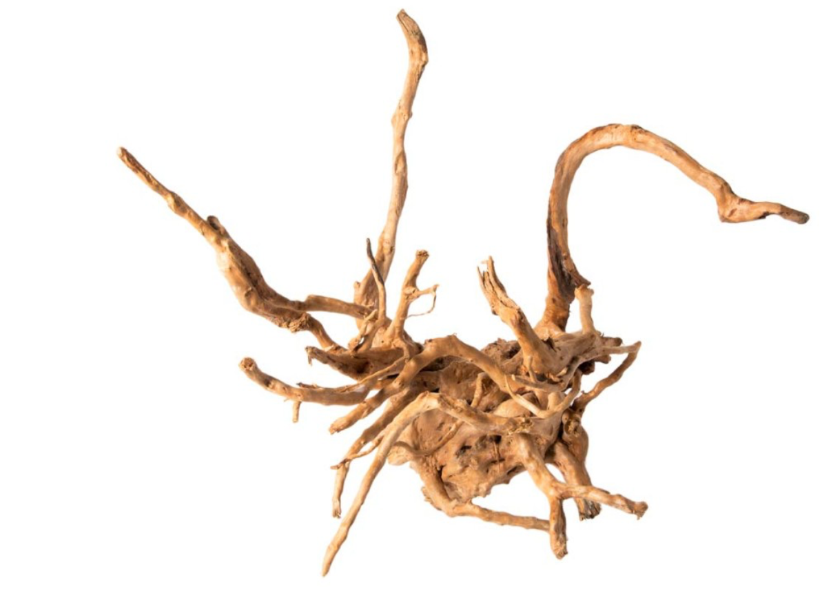 Galapagos Spider Wood root Brown, 1ea/12 In - 24 in