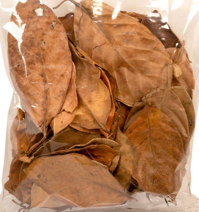 Jack Fruit Leaf Litter