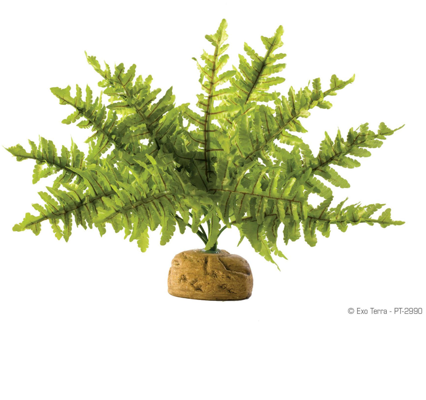 Exo Terra Boston Fern Terrarium Plant