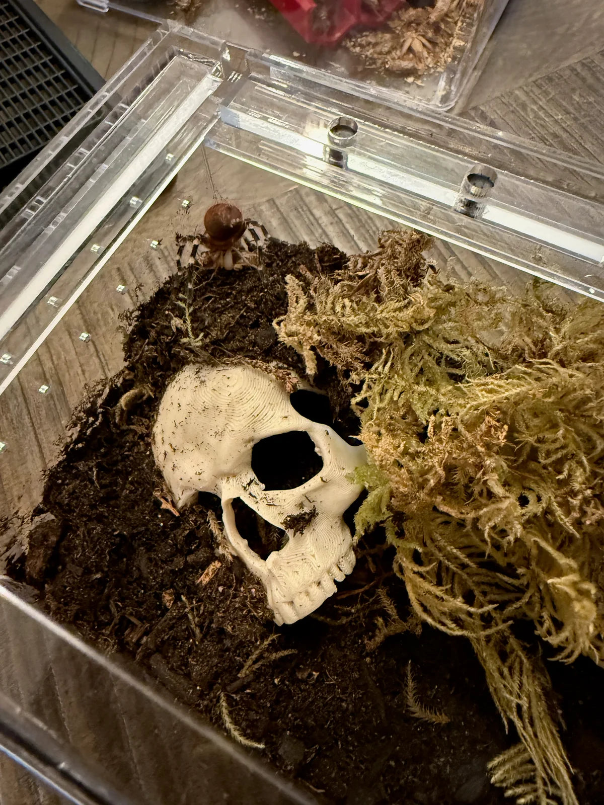 Skull Hide By Orbit Ranch