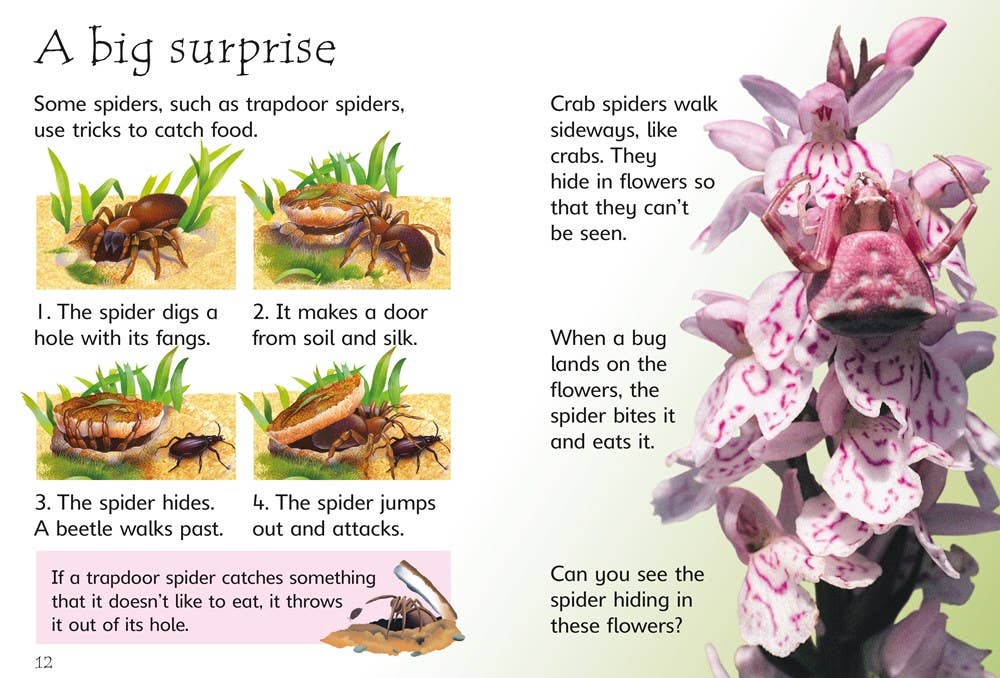 HarperCollins - Spiders : Usborne Beginners