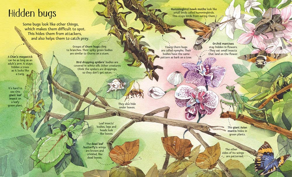 HarperCollins - Big Book of Big Bugs : Usborne