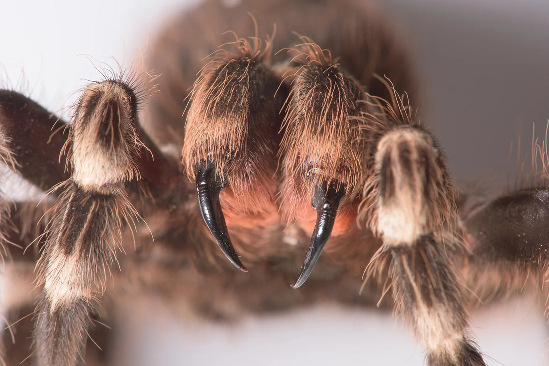 Bitten by a Tarantula: What to Do