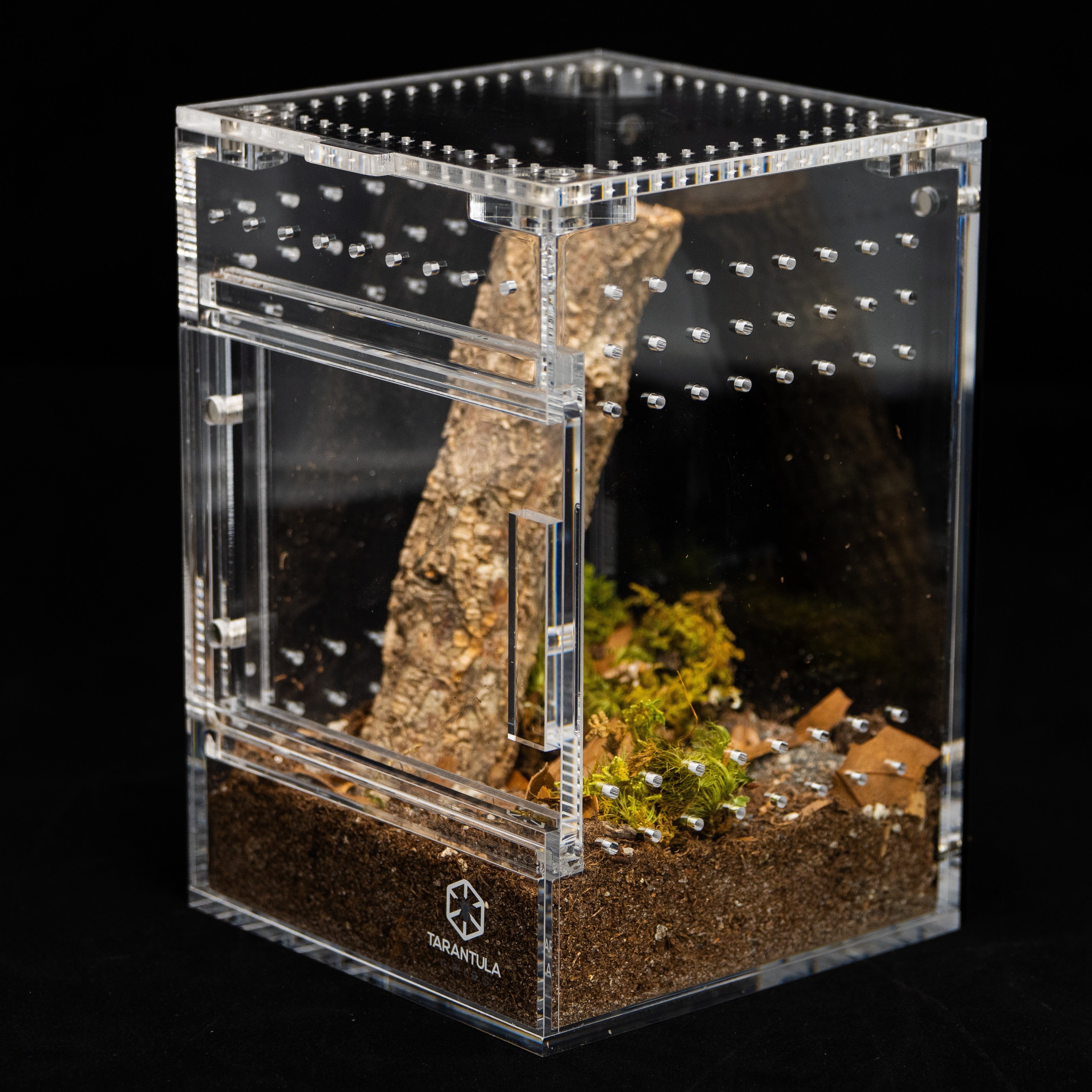 Arboreal Web-Building Tarantula Enclosures- Psalmopoeus, Tapinauchenius, and Poecilotheria