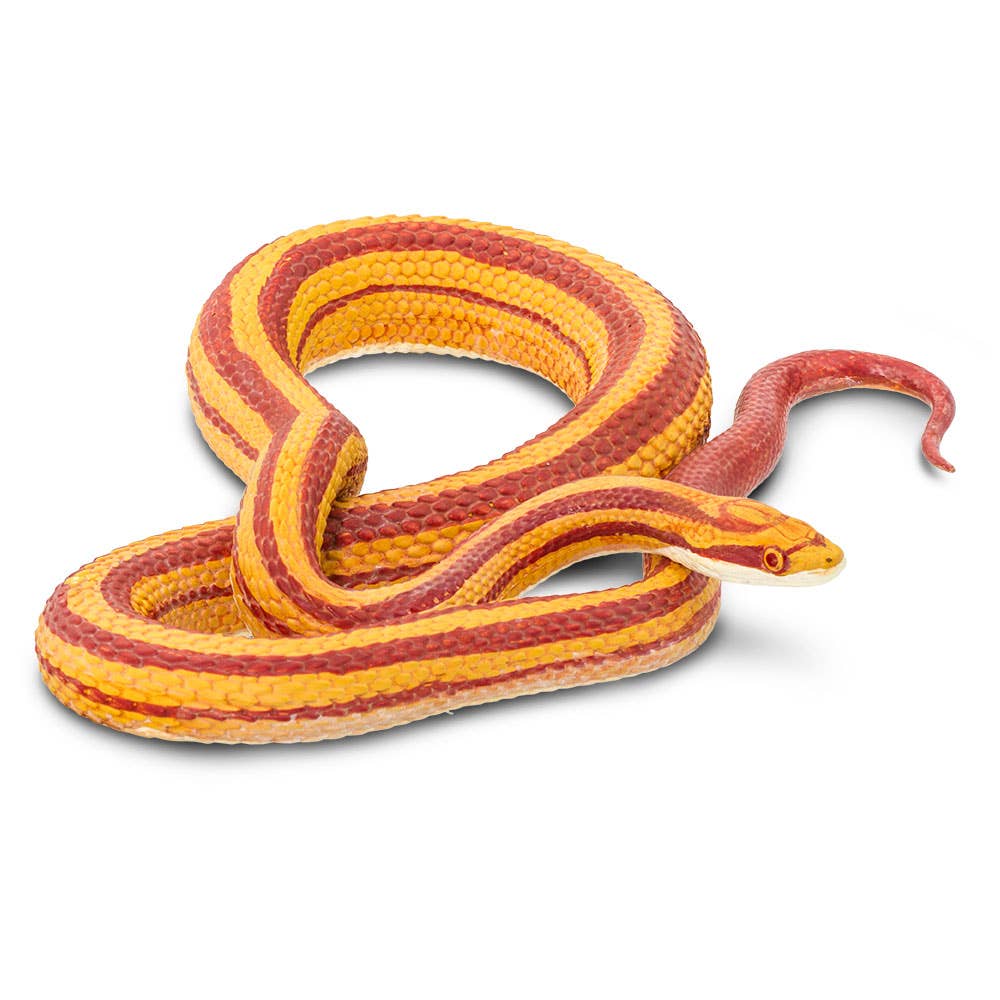 Corn Snake - 100073