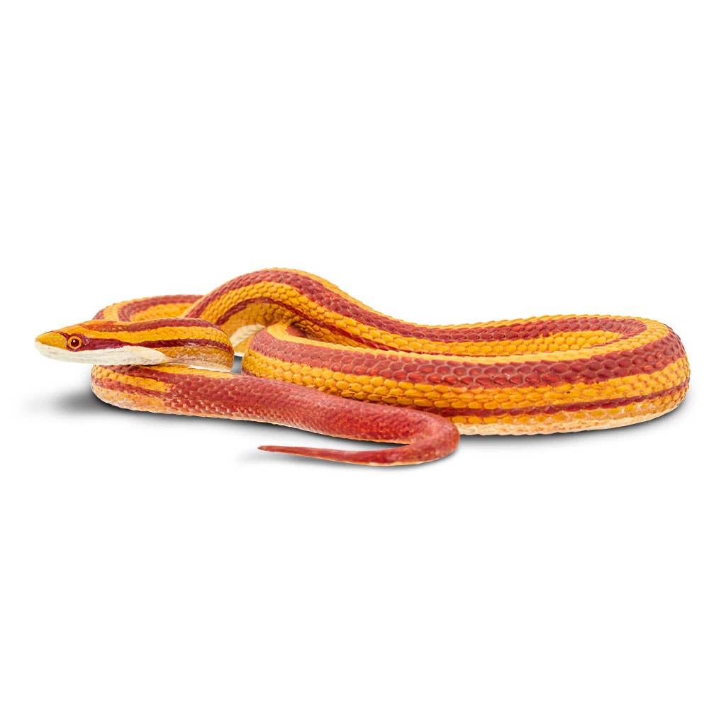 Corn Snake - 100073