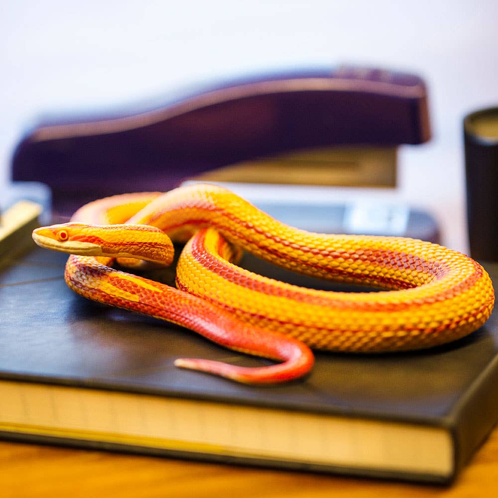 Corn Snake - 100073