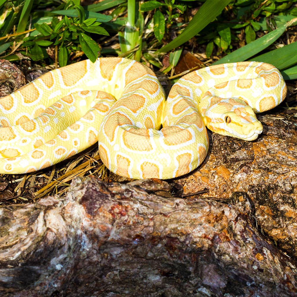 Safari Ltd. - Albino Burmese Python - 100250