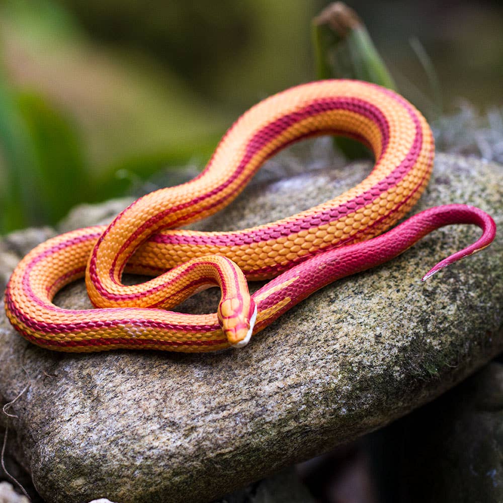 Corn Snake - 100073
