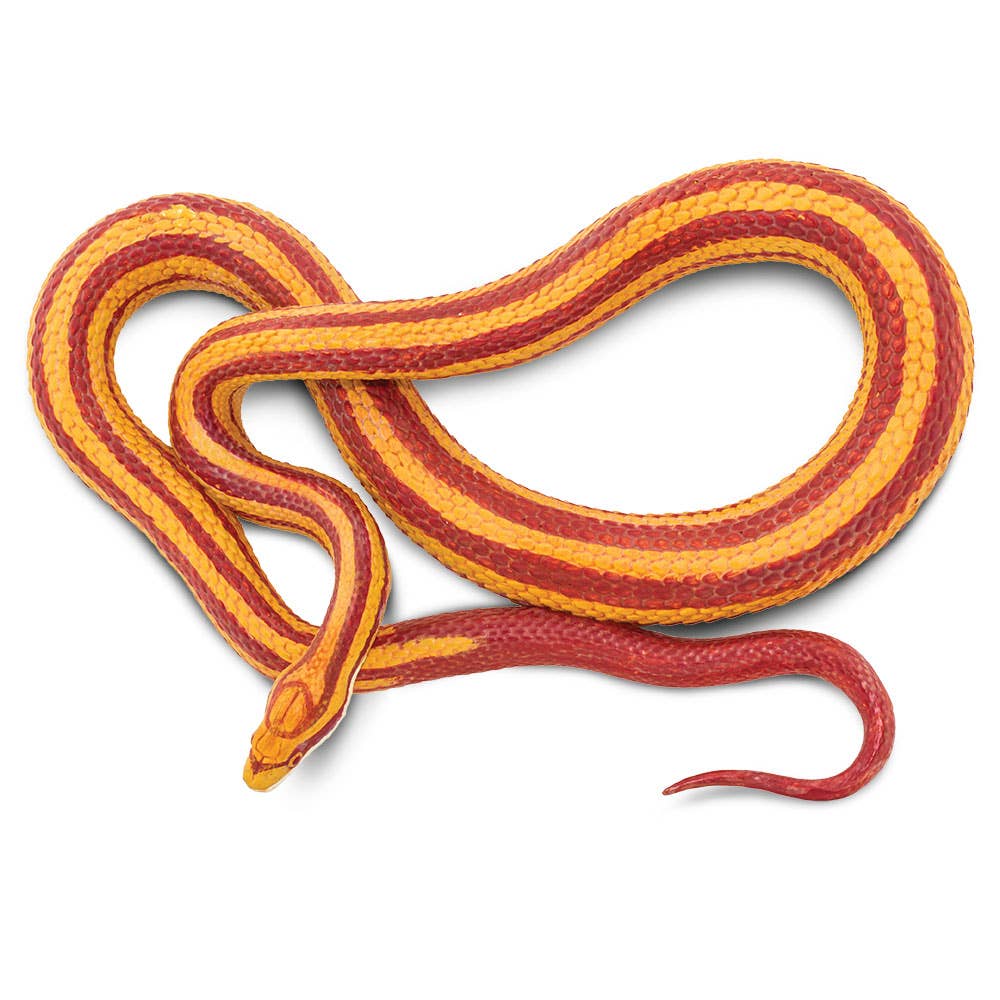 Corn Snake - 100073