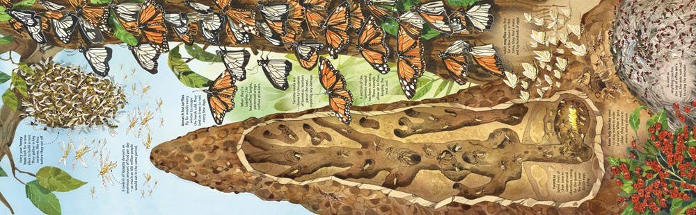 HarperCollins - Big Book of Big Bugs : Usborne