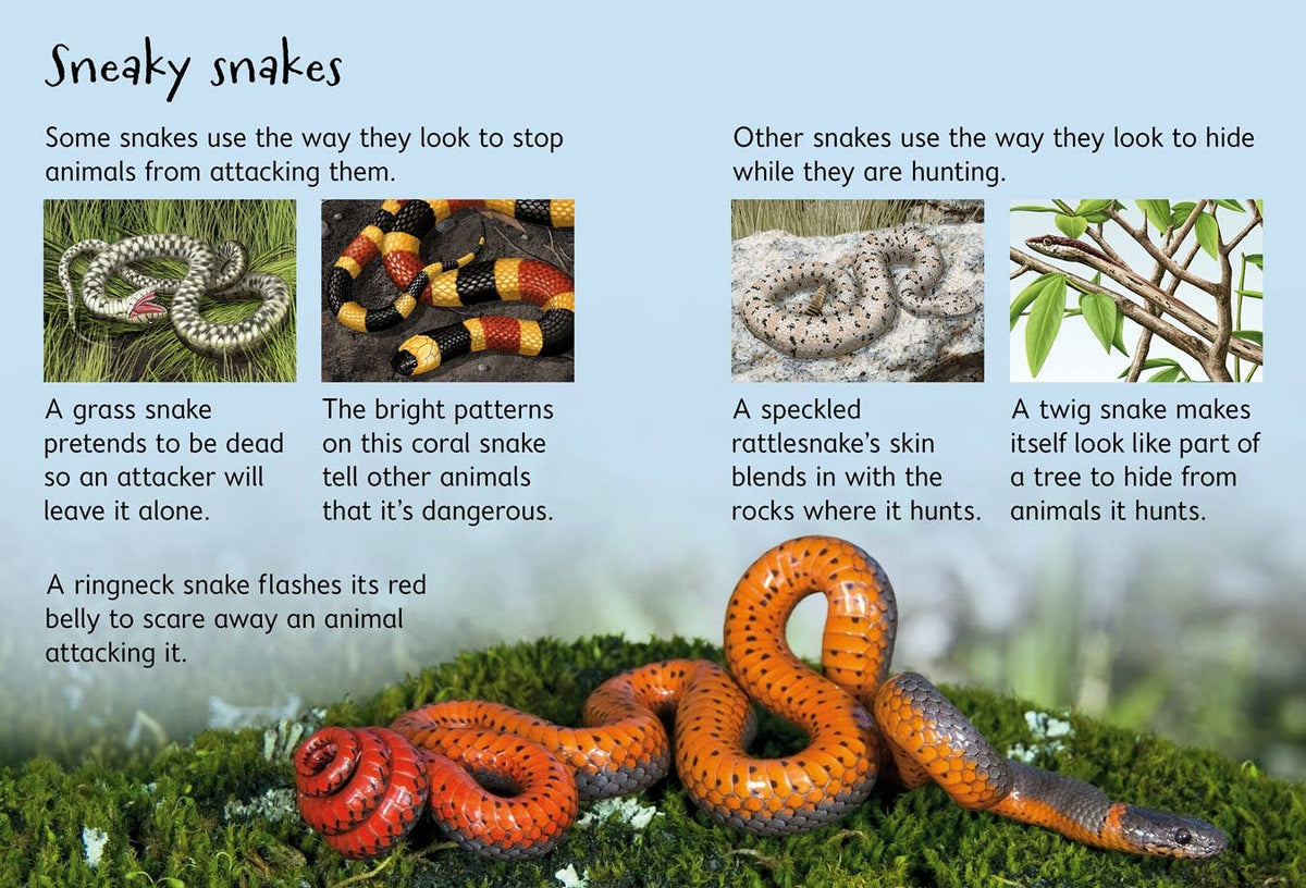 HarperCollins - Snakes (Usborne Beginners): Usborne