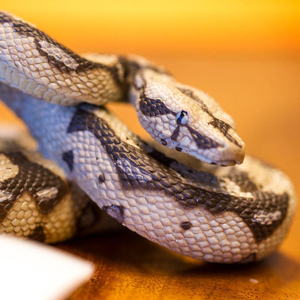 Safari Ltd. - Boa Constrictor Figurine Toy