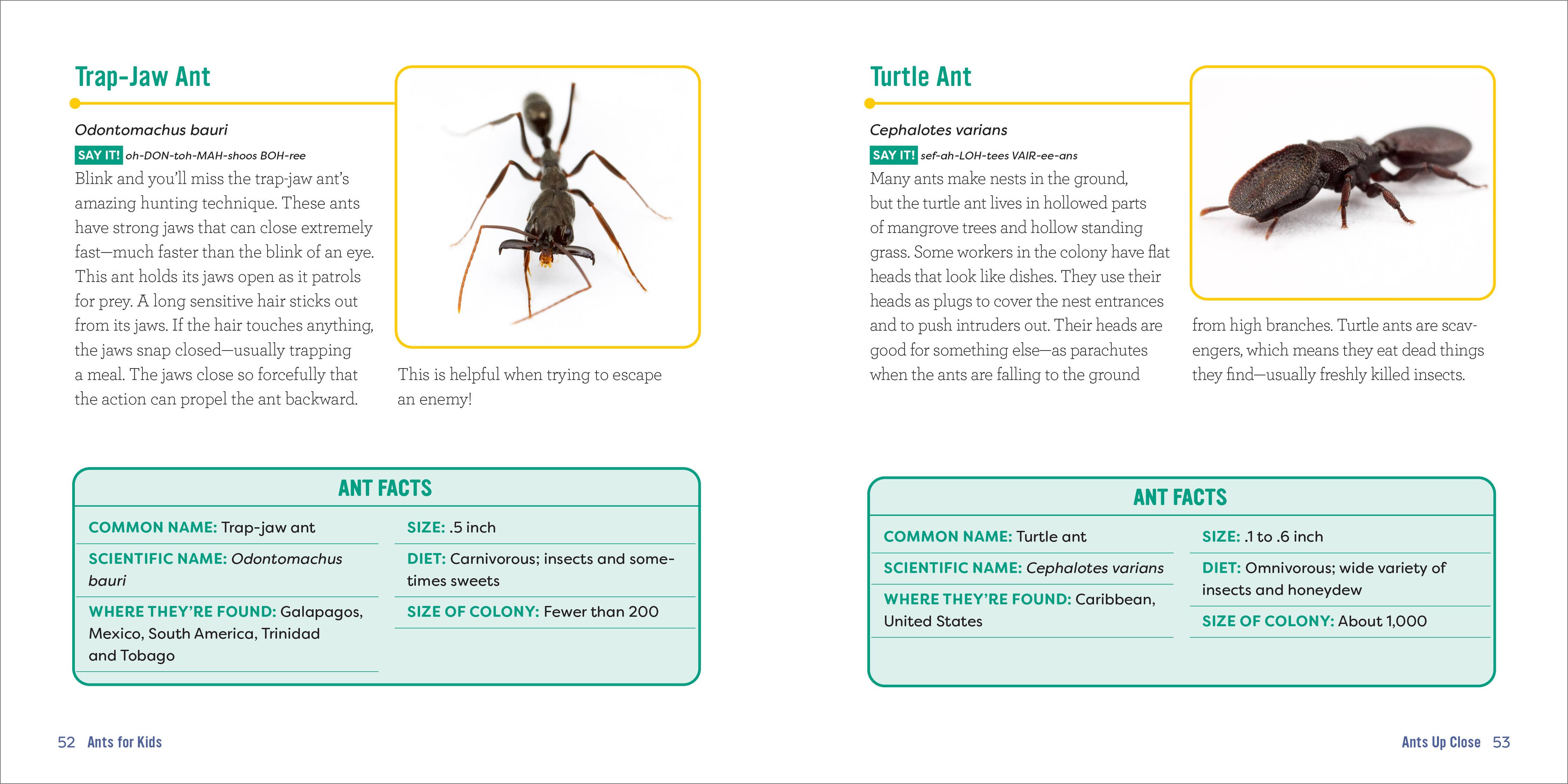 Sourcebooks - Ants for Kids