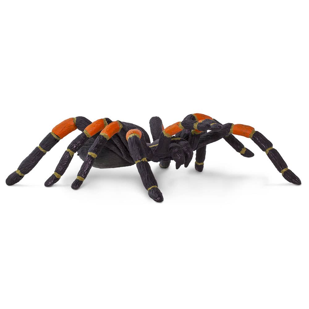 Orange - Kneed Tarantula - 542006