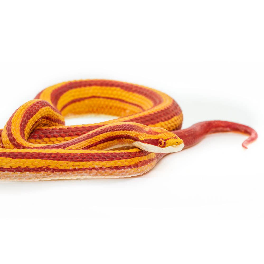 Corn Snake - 100073