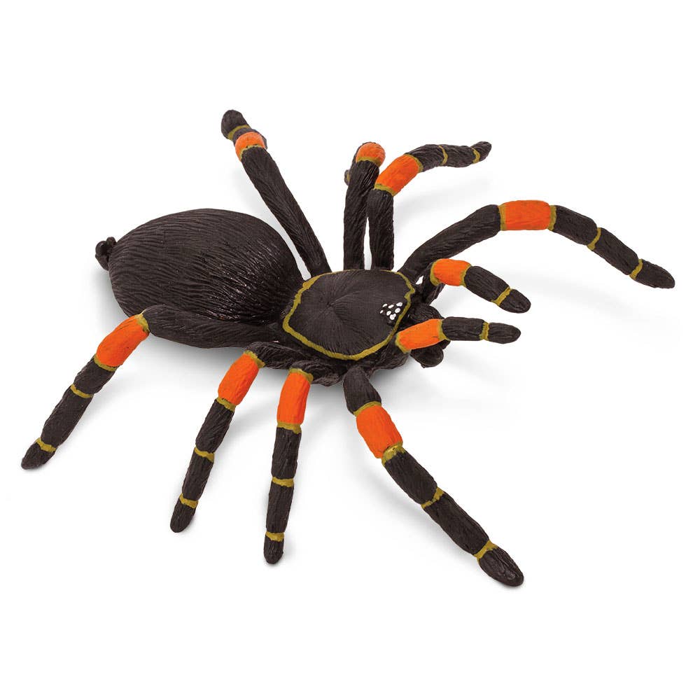 Orange - Kneed Tarantula - 542006