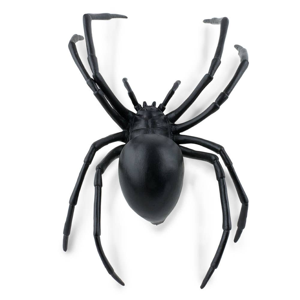Black Widow Spider