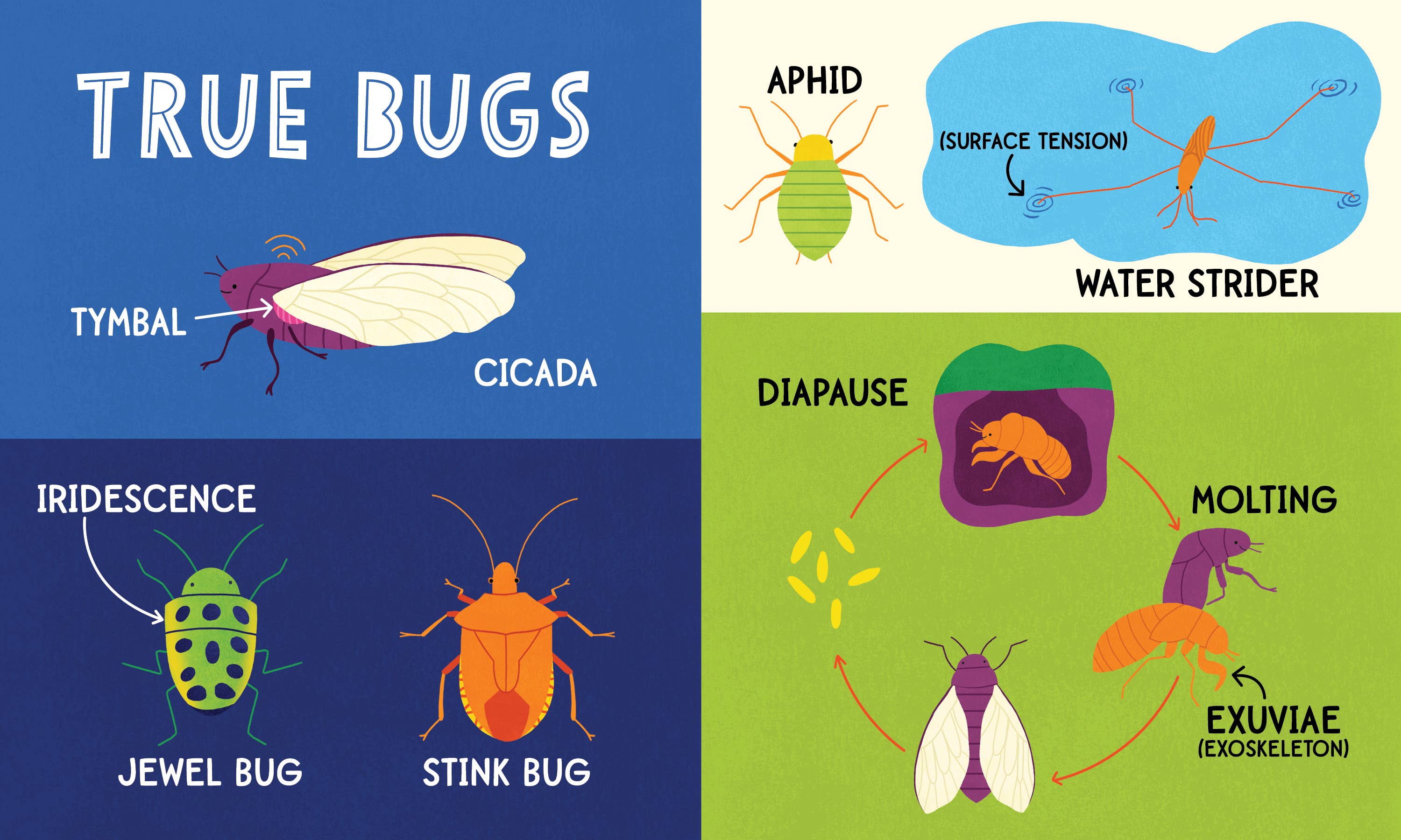 Sourcebooks - My First 100 Bug Words (BB-Padded)