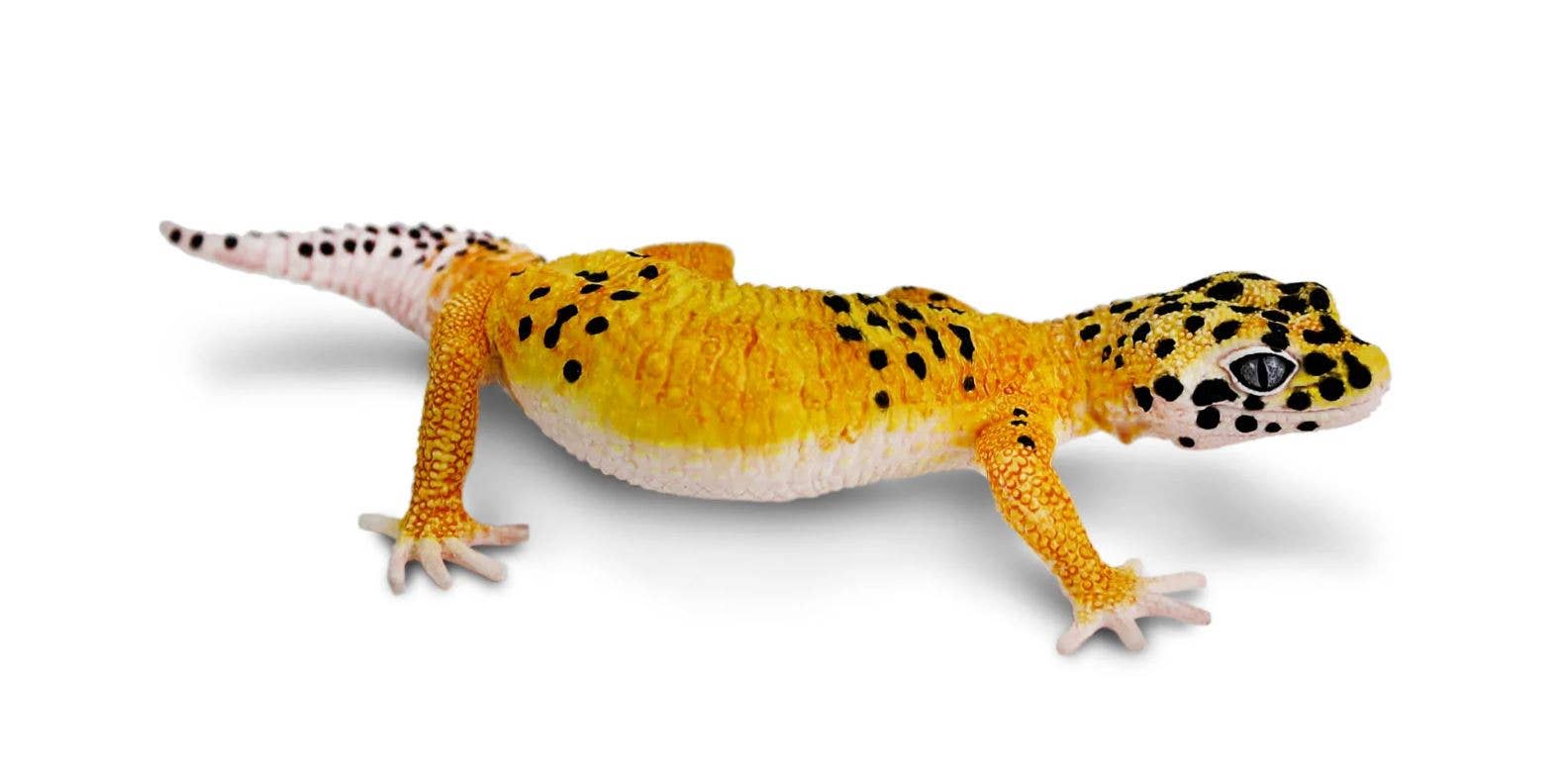 Leopard Gecko