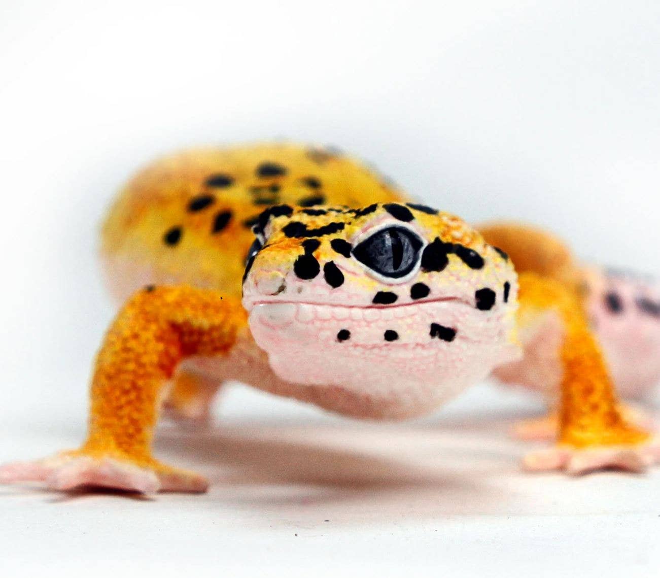Leopard Gecko