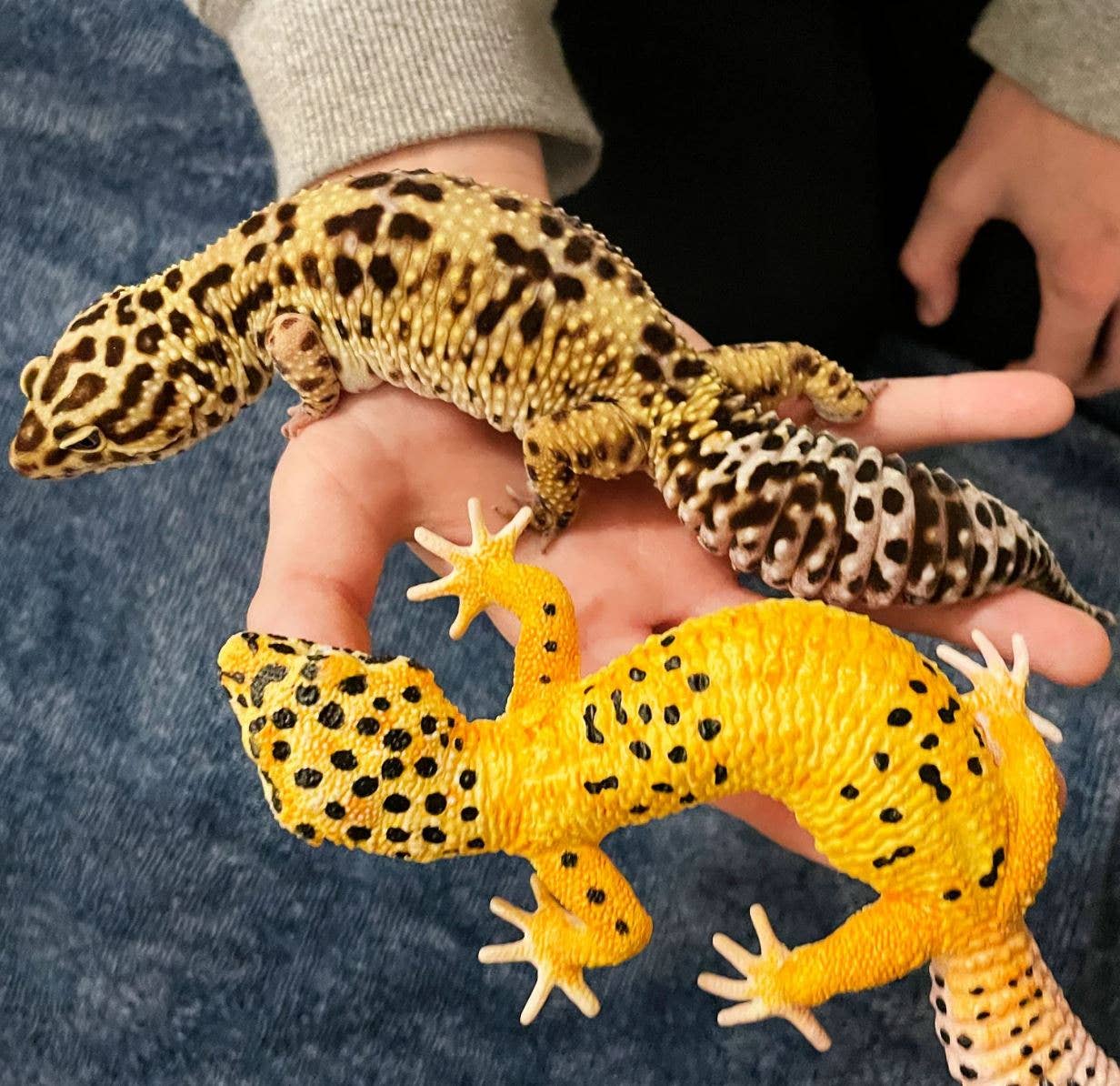 Leopard Gecko