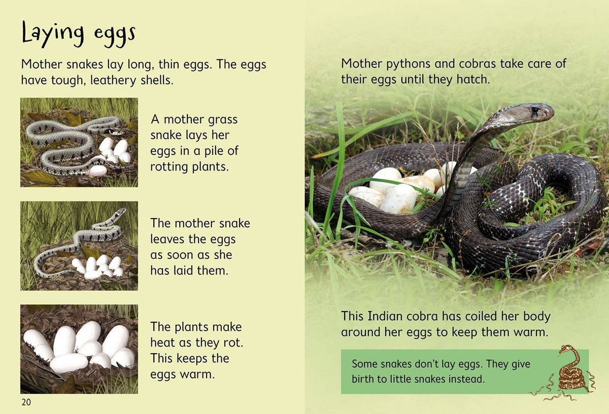 HarperCollins - Snakes (Usborne Beginners): Usborne