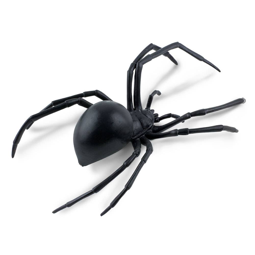 Black Widow Spider